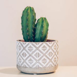 desk cactus