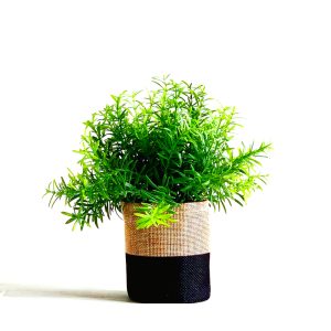 indoor plant secculant